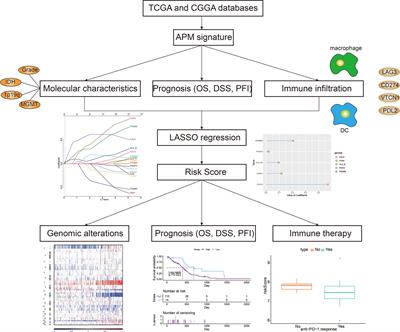 Frontiers Antigen Presentation Machinery Signature Derived CALR